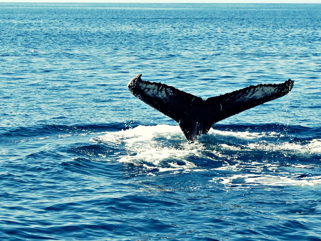 #1 Húsavík, Iceland — Top 10 Best Whale Watching Spots 2026