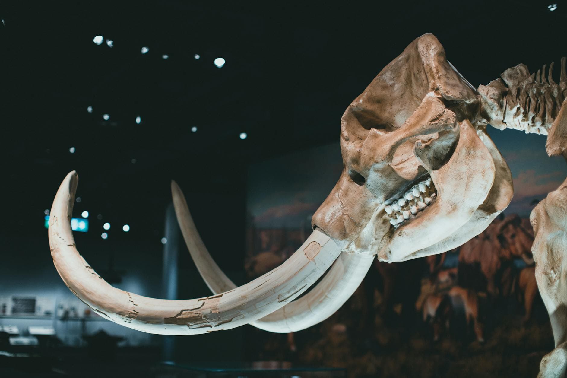 #8 Capitanian Extinction (260 million years ago) — Top 10 Worst Extinction Events in History