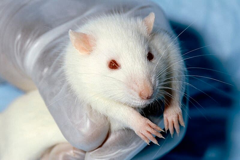 #1 Animal Testing for Medical Research — Top 10 Most Controversial Animal Rights Issues