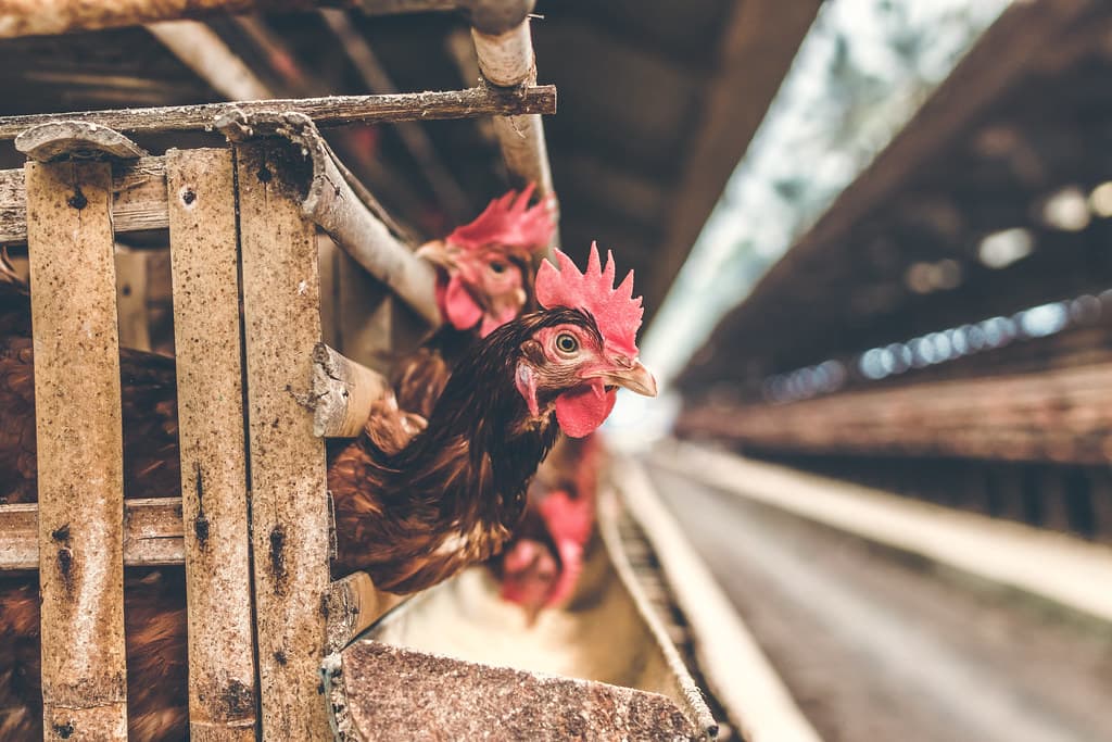 #2 Factory Farming and Industrial Livestock — Top 10 Most Controversial Animal Rights Issues
