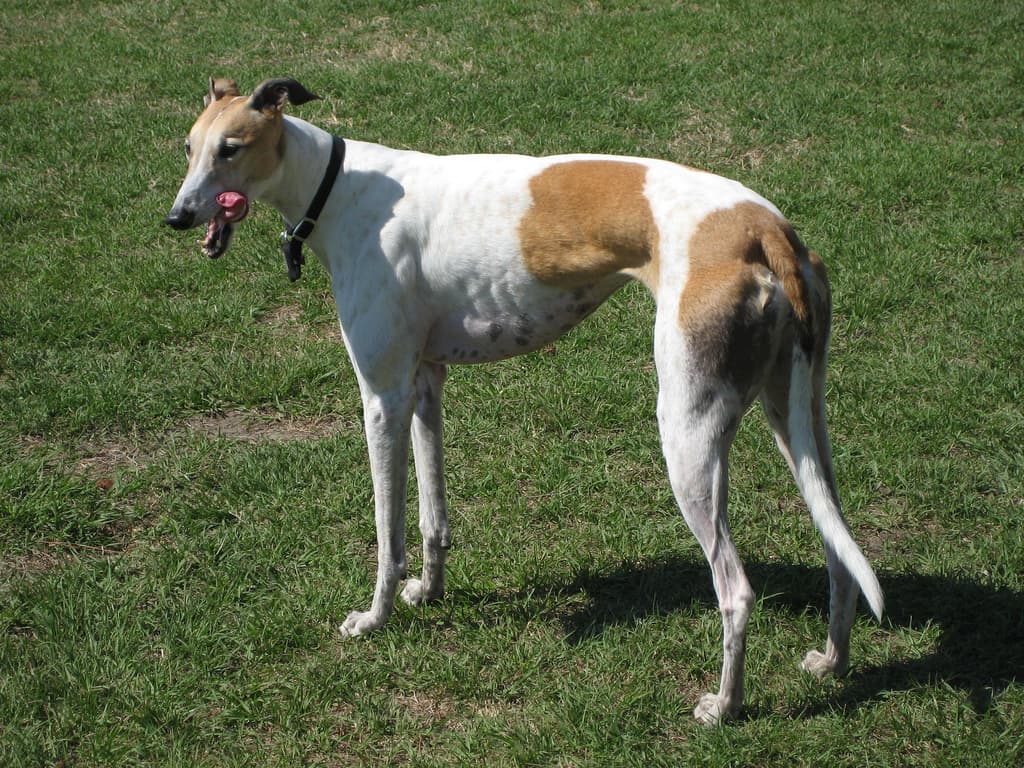 #7 Greyhound and Horse Racing Welfare — Top 10 Most Controversial Animal Rights Issues