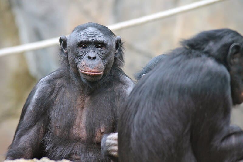 #10 Legal Personhood for Great Apes — Top 10 Most Controversial Animal Rights Issues