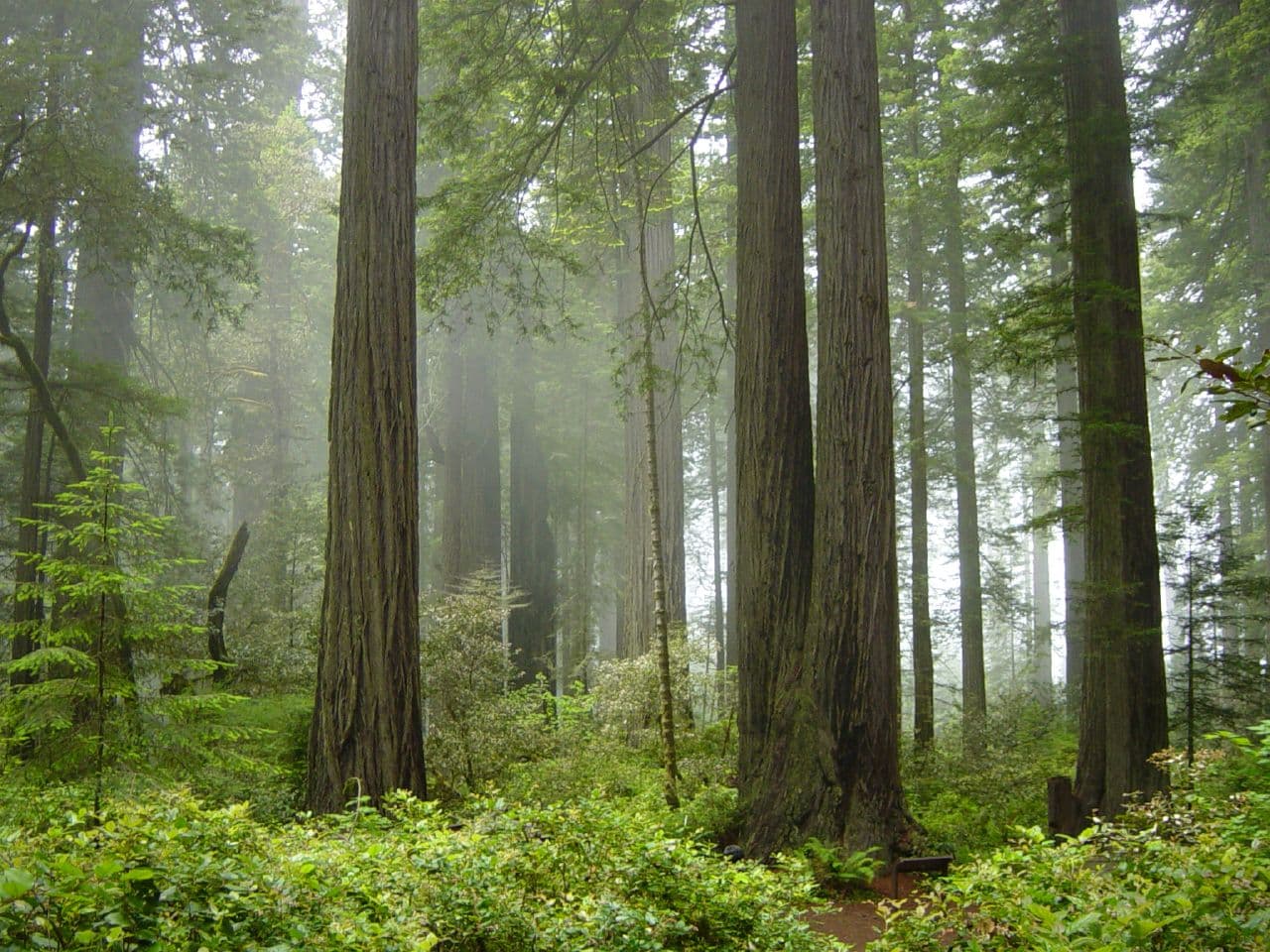 #1 Redwood National and State Parks, United States — Top 10 Most Beautiful Forests in the World to Visit in 2026