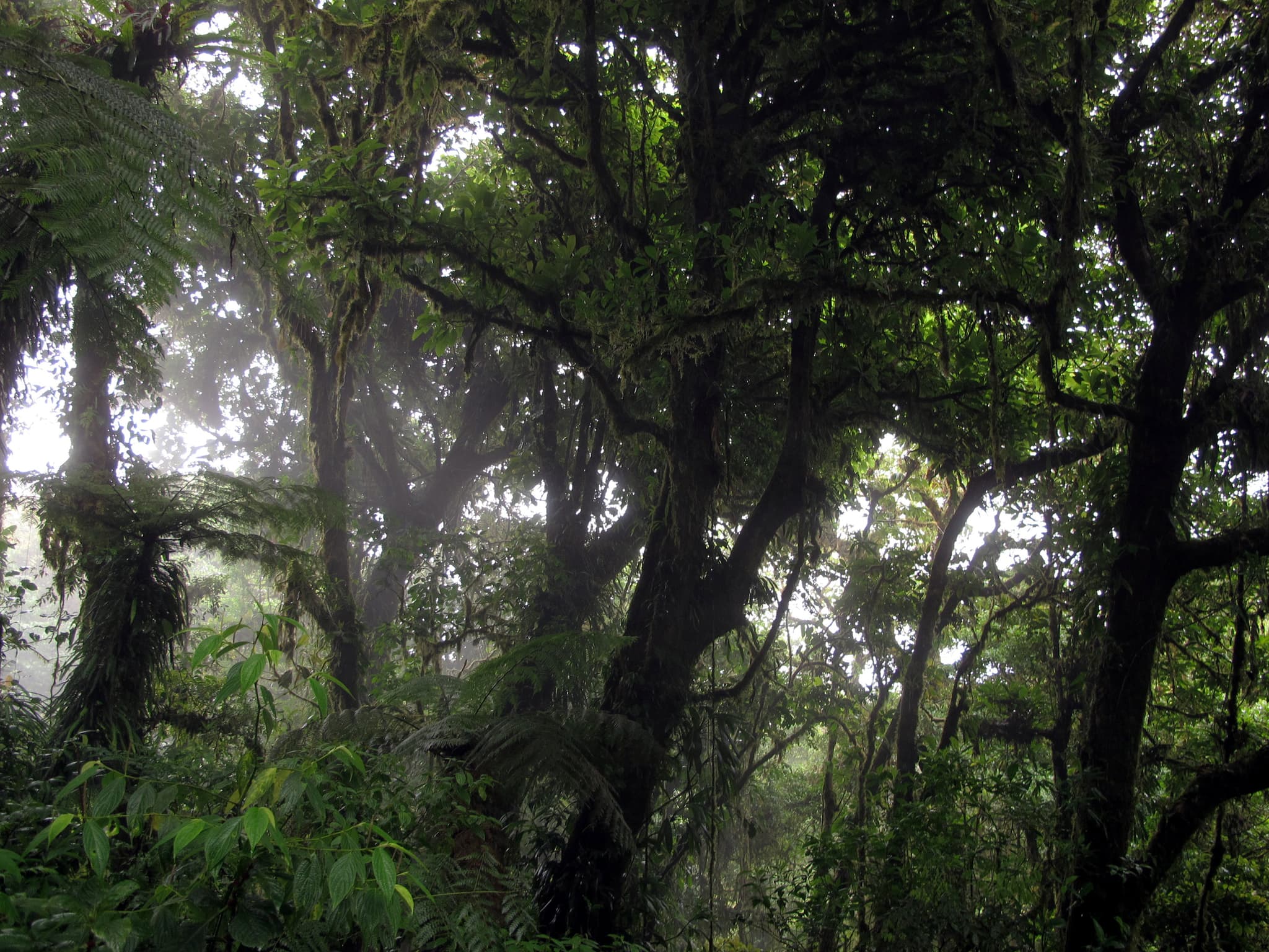 #7 Monteverde Cloud Forest, Costa Rica — Top 10 Most Beautiful Forests in the World to Visit in 2026