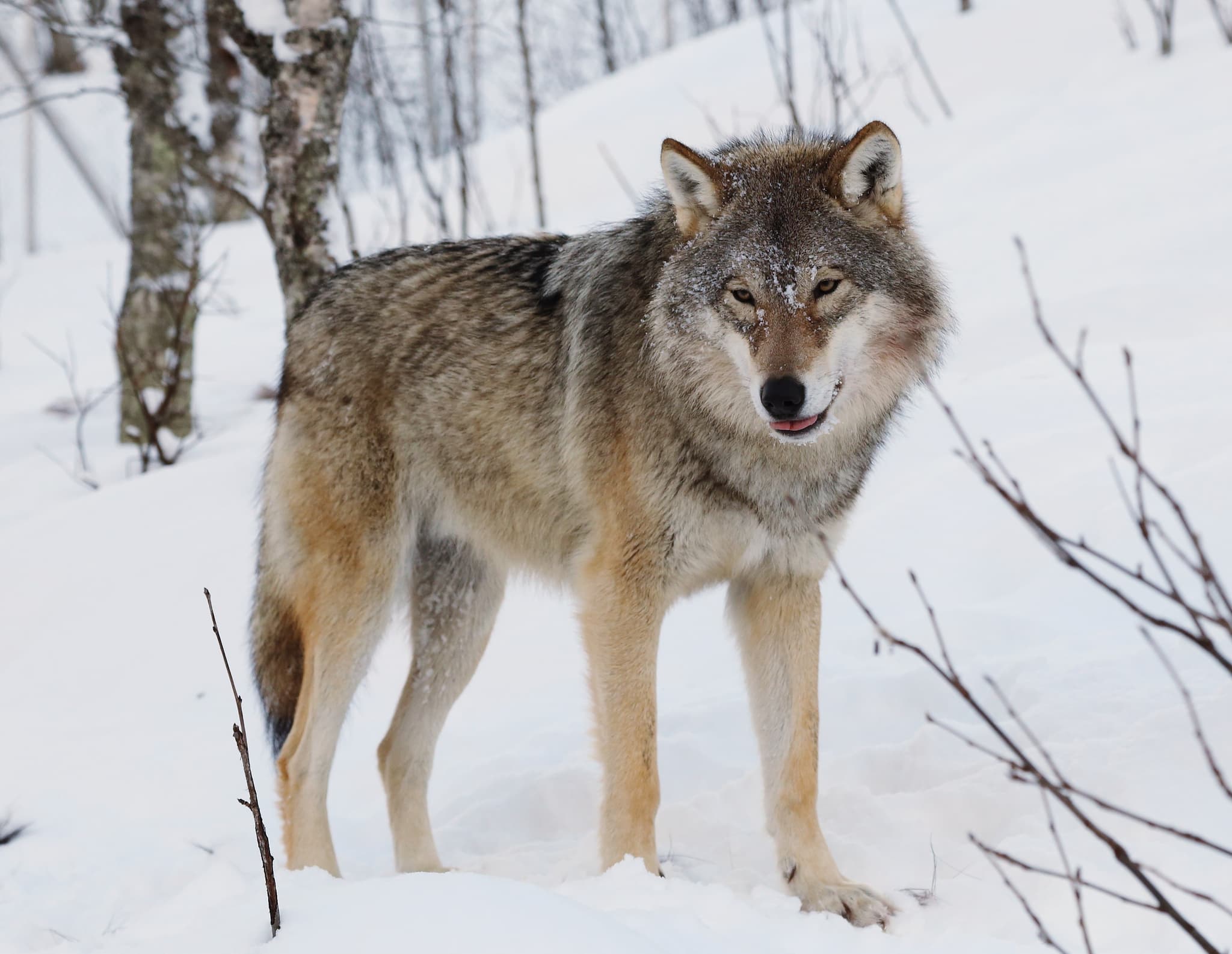 #1 Yellowstone Wolf Reintroduction, United States — Top 10 Most Polarizing Rewilding Projects in 2026: Controversial Rewilding Cases