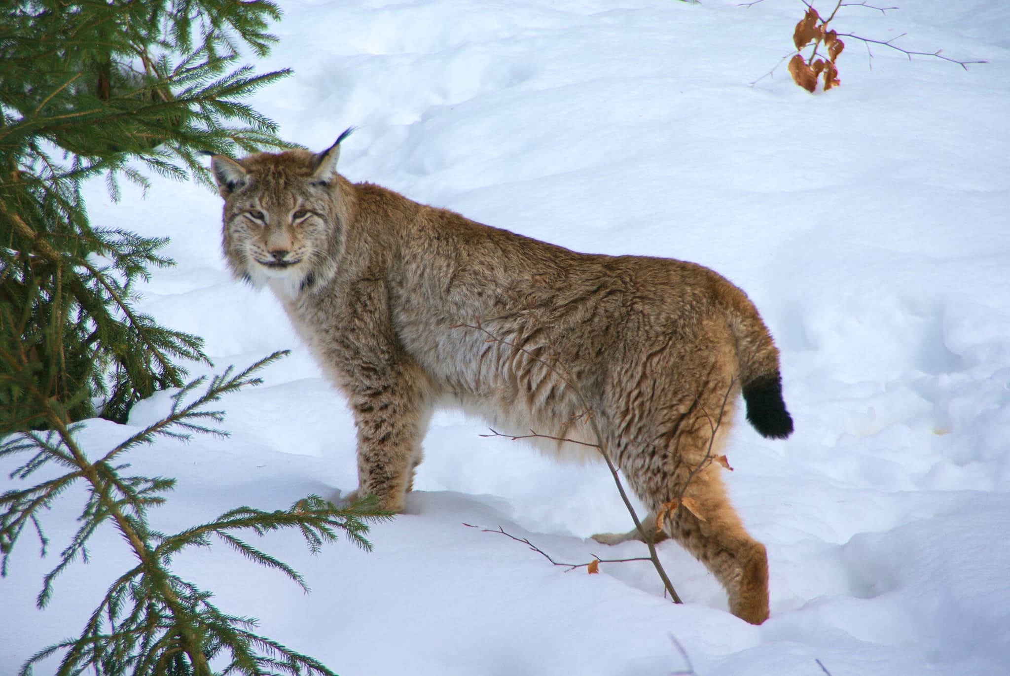 #6 Lynx Reintroduction Proposals, United Kingdom — Top 10 Most Polarizing Rewilding Projects in 2026: Controversial Rewilding Cases