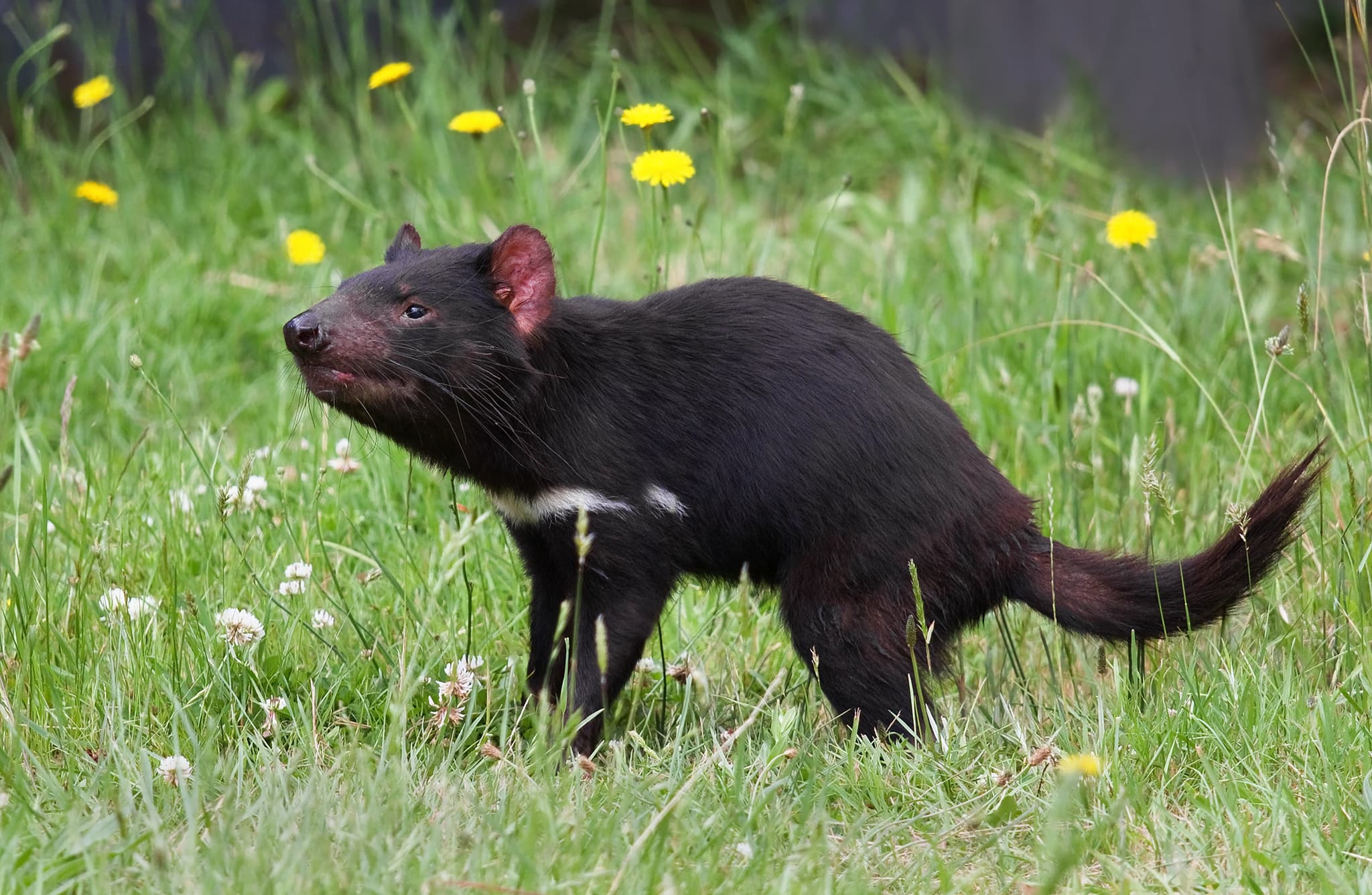 #8 Tasmanian Devil Reintroduction to Mainland Australia — Top 10 Most Polarizing Rewilding Projects in 2026: Controversial Rewilding Cases