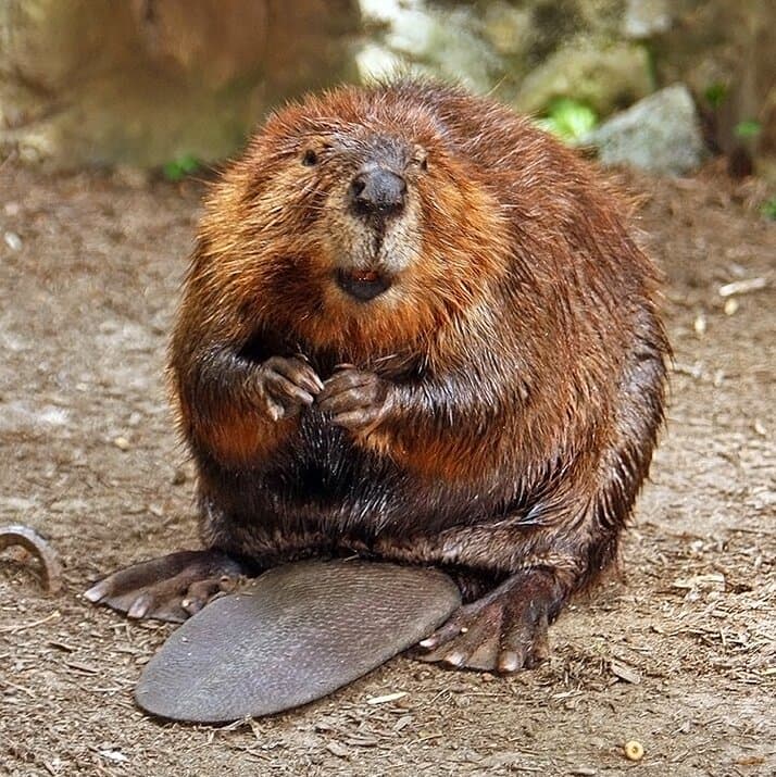#9 Beaver Reintroduction, Scotland and England — Top 10 Most Polarizing Rewilding Projects in 2026: Controversial Rewilding Cases