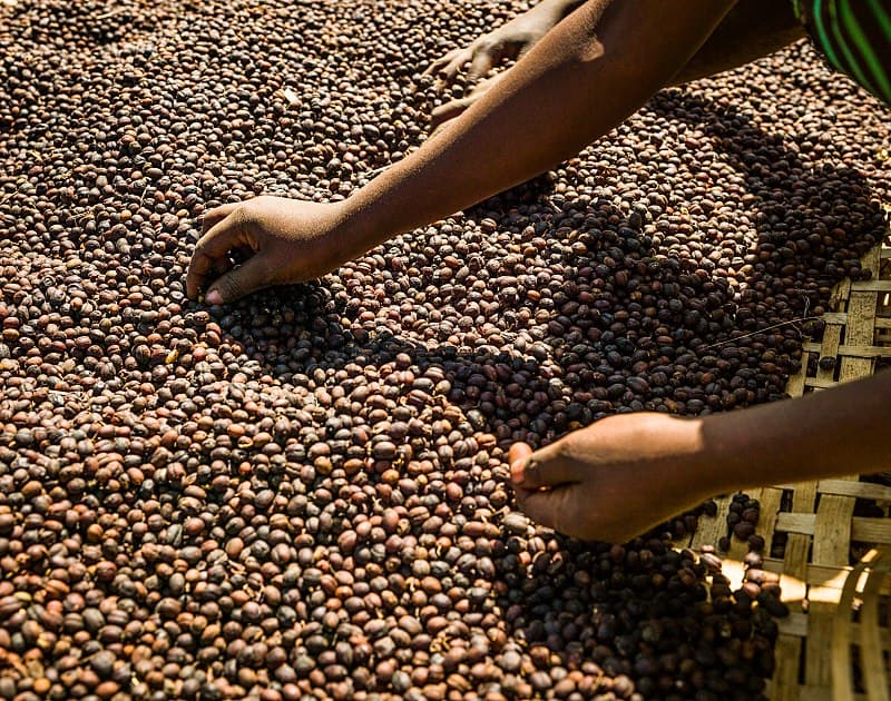 #8 Ceremony Coffee Roasters — Top 10 Coffee Roasters in the USA 2026