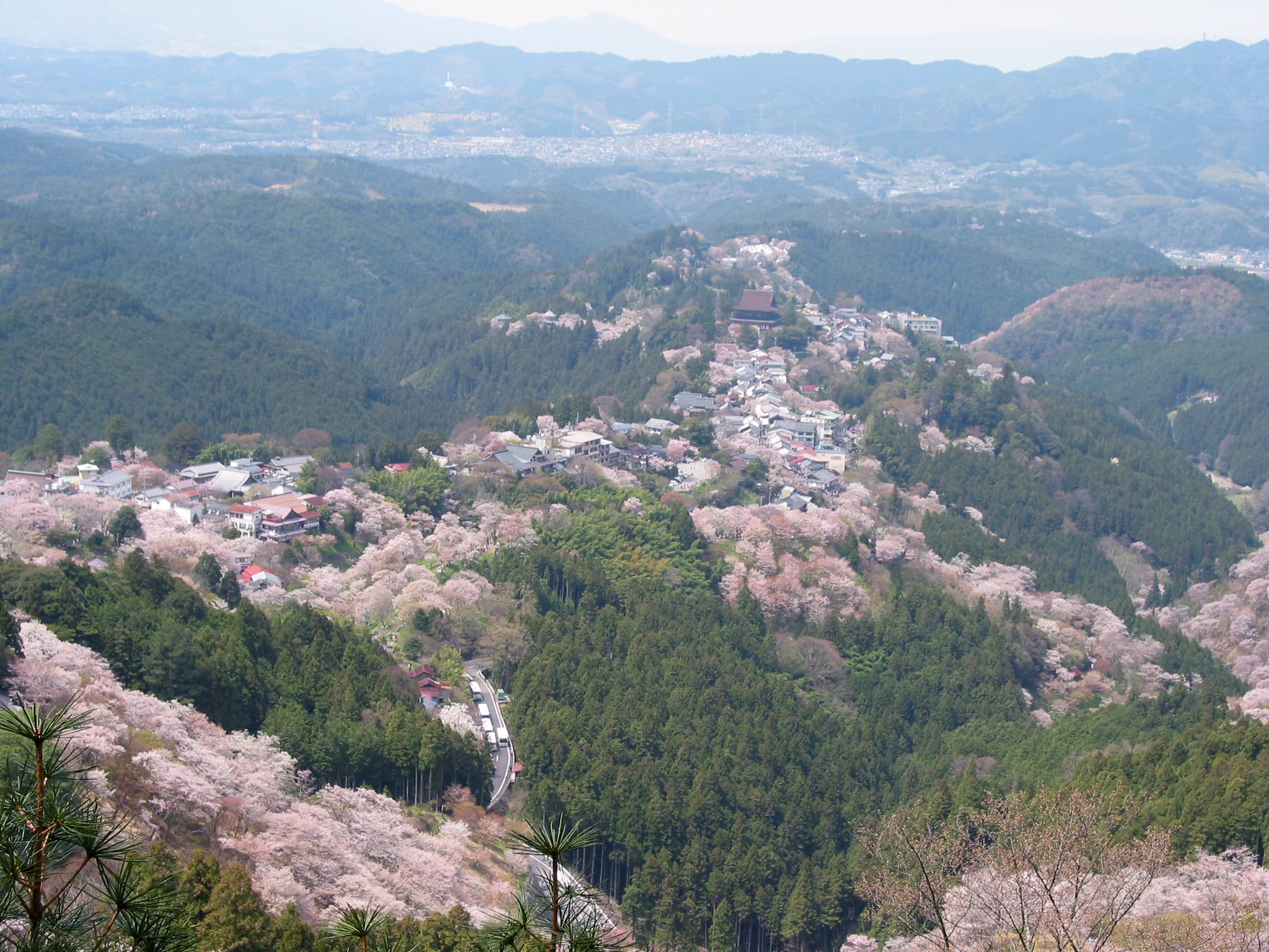 #1 Yoshino Mountain — Top 10 Cherry Blossom Spots in Japan 2026