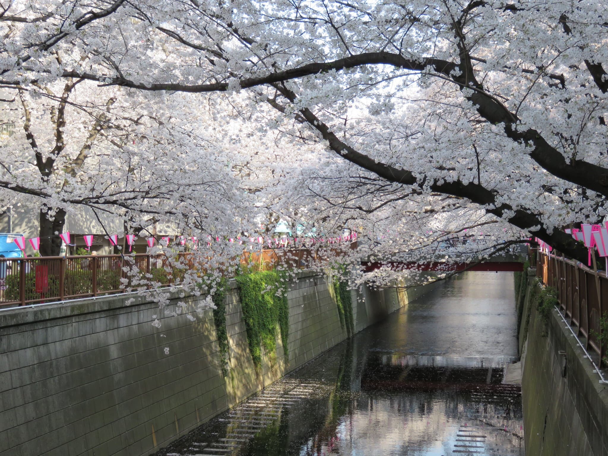 #2 Meguro River — Top 10 Cherry Blossom Spots in Japan 2026