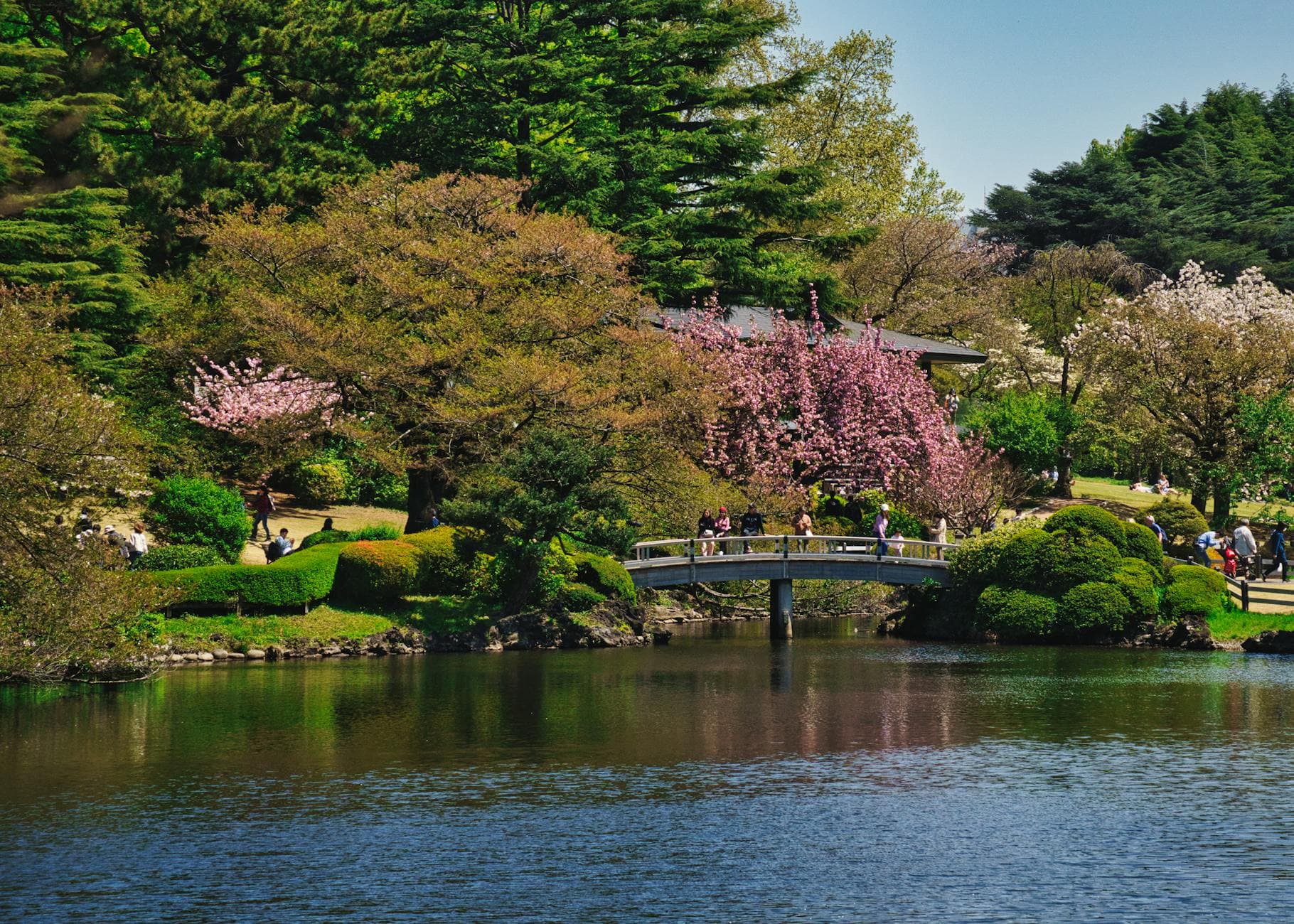 #6 Shinjuku Gyoen — Top 10 Cherry Blossom Spots in Japan 2026