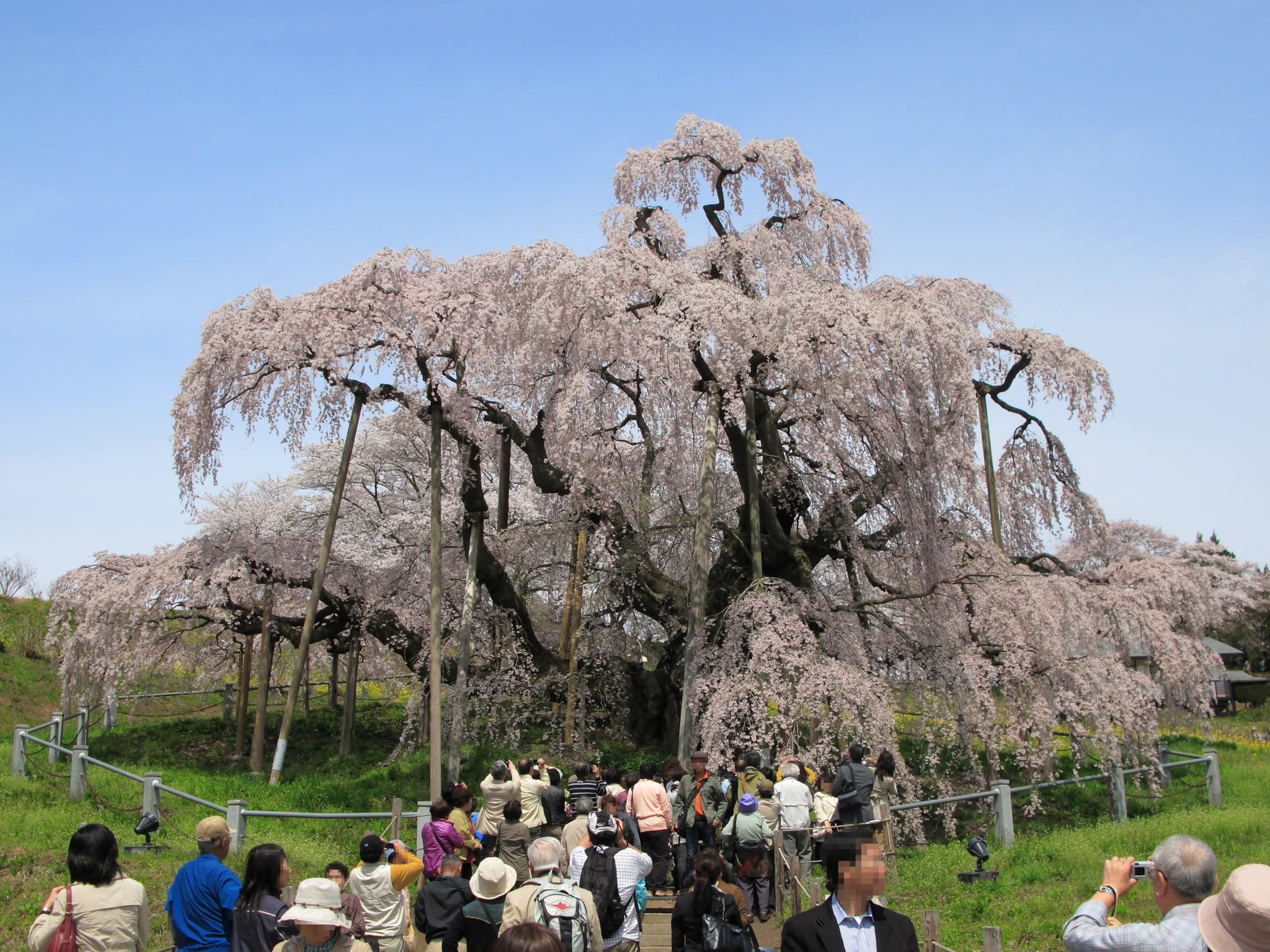 #8 Miharu Takizakura — Top 10 Cherry Blossom Spots in Japan 2026