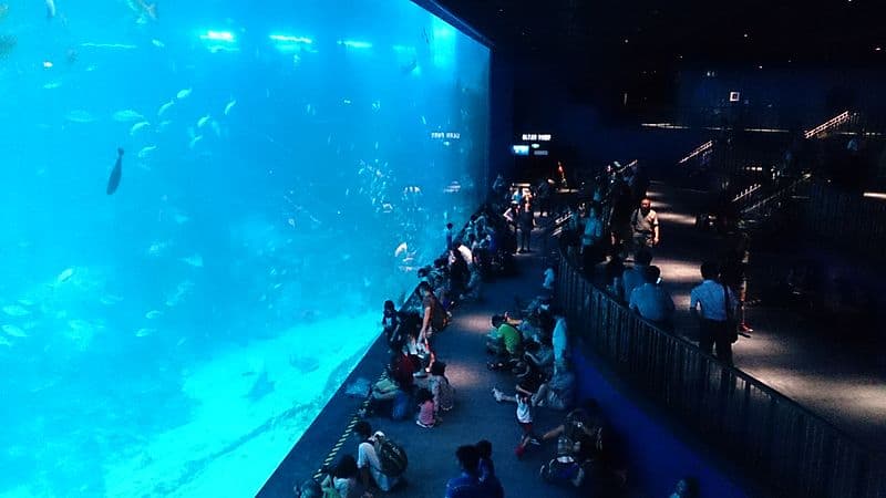 #2 S.E.A. Aquarium — Top 10 Family Attractions in Singapore 2026