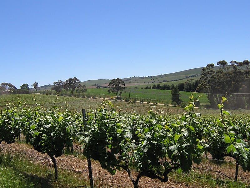 #6 Clare Valley — Top 10 Wine Regions in Australia 2026