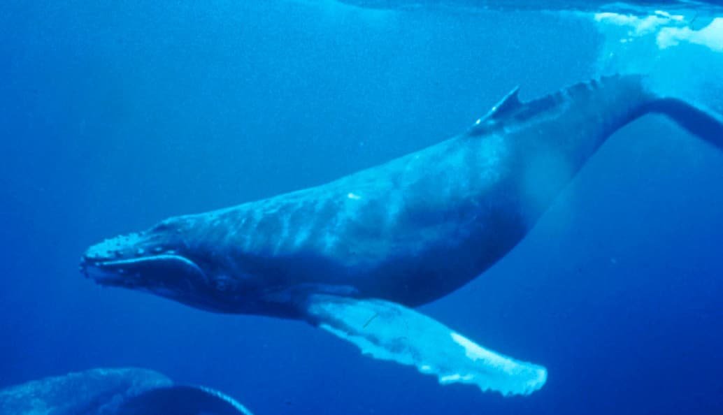 #3 Whale Watching in Hervey Bay — Top 10 Wildlife Experiences in Australia 2026