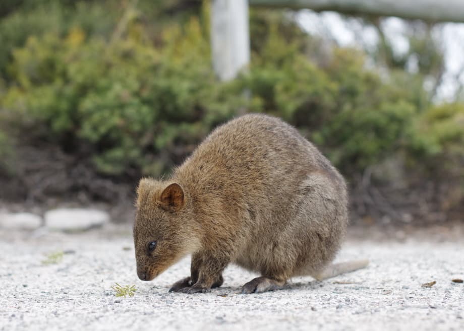 #8 Rottnest Island Quokkas — Top 10 Wildlife Experiences in Australia 2026