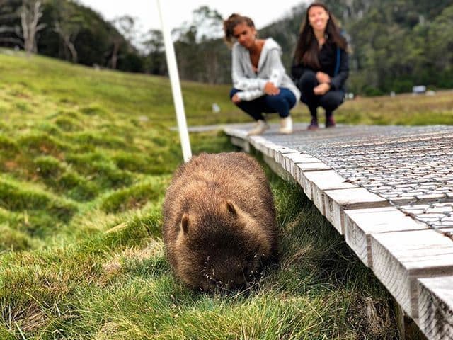 #9 Cradle Mountain Wombat Spotting — Top 10 Wildlife Experiences in Australia 2026
