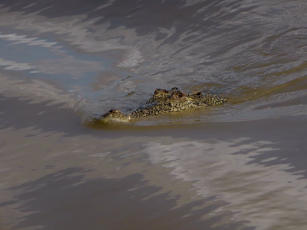 #10 Kakadu Crocodile Cruises — Top 10 Wildlife Experiences in Australia 2026