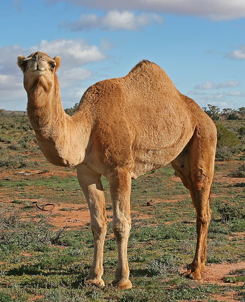 #6 Camel Trekking in Alice Springs — Top 10 Outback Adventures in Australia 2026