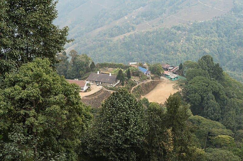 #1 Makaibari Tea Estate — Top 10 Tea Plantations in India 2026