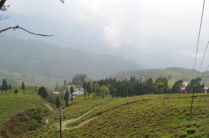 #3 Happy Valley Tea Estate — Top 10 Tea Plantations in India 2026