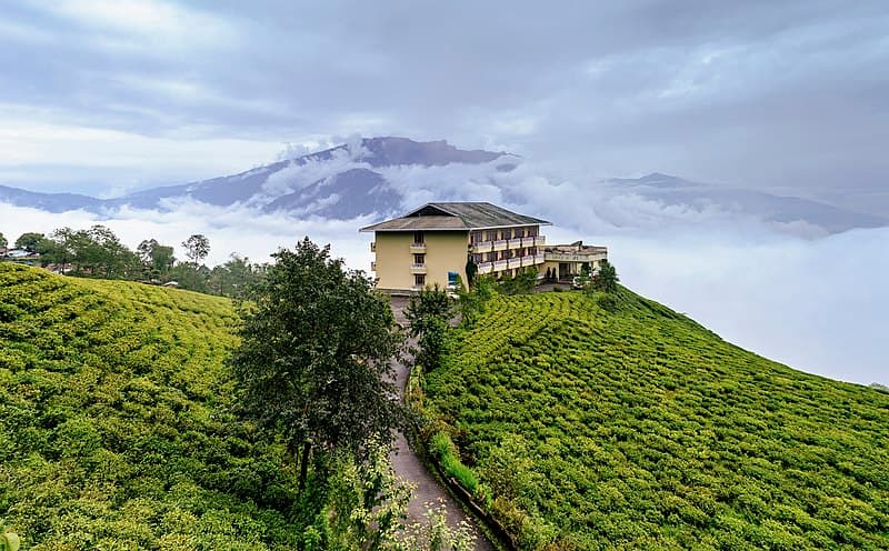 #4 Temi Tea Garden — Top 10 Tea Plantations in India 2026