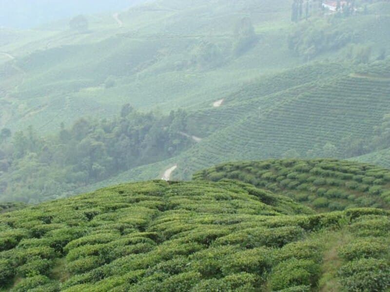 #7 Glenburn Tea Estate — Top 10 Tea Plantations in India 2026