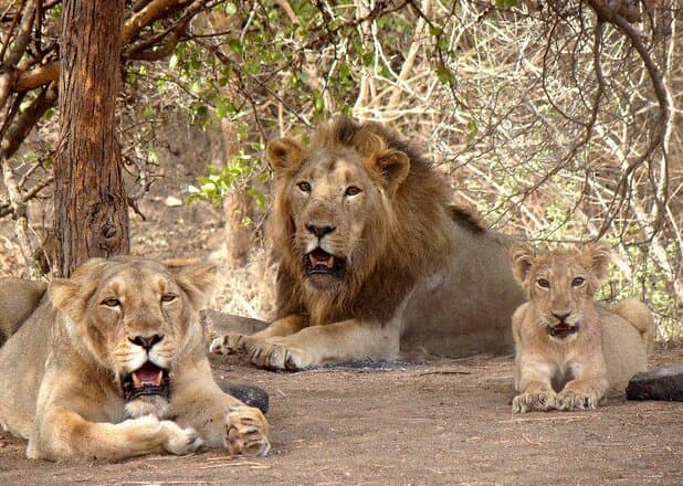 #5 Gir National Park — Top 10 Wildlife Sanctuaries in India 2026
