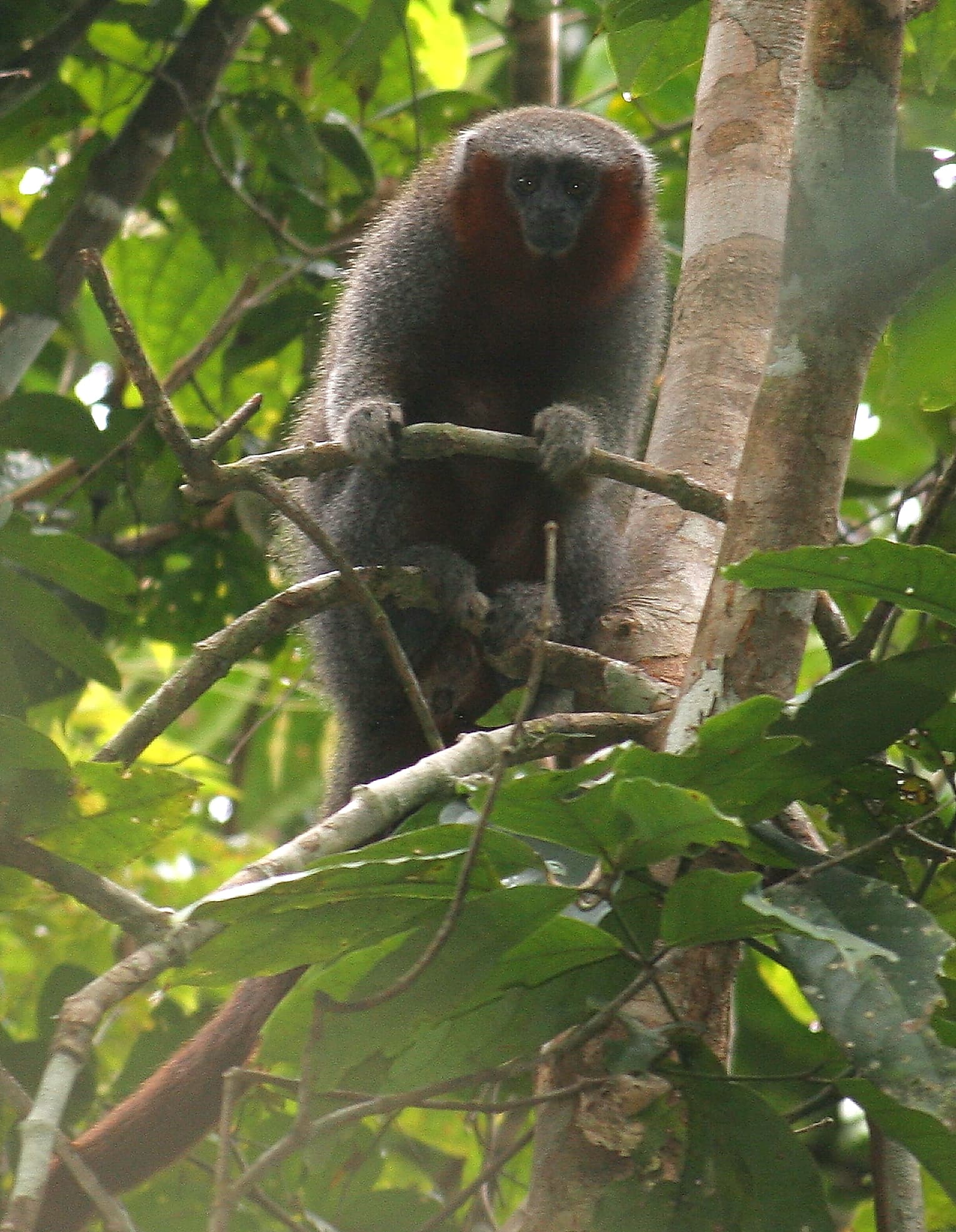 #10 Pousada Rio Roosevelt — Top 10 Eco-Lodges in the Amazon 2026