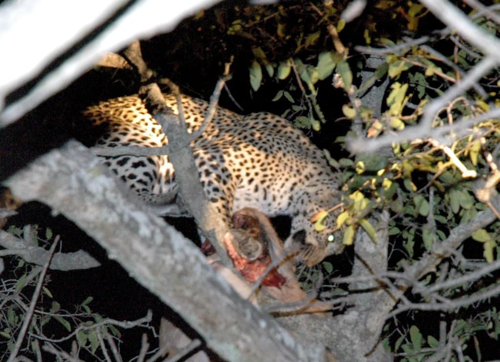 #3 Royal Malewane — Top 10 Safari Lodges in South Africa 2026