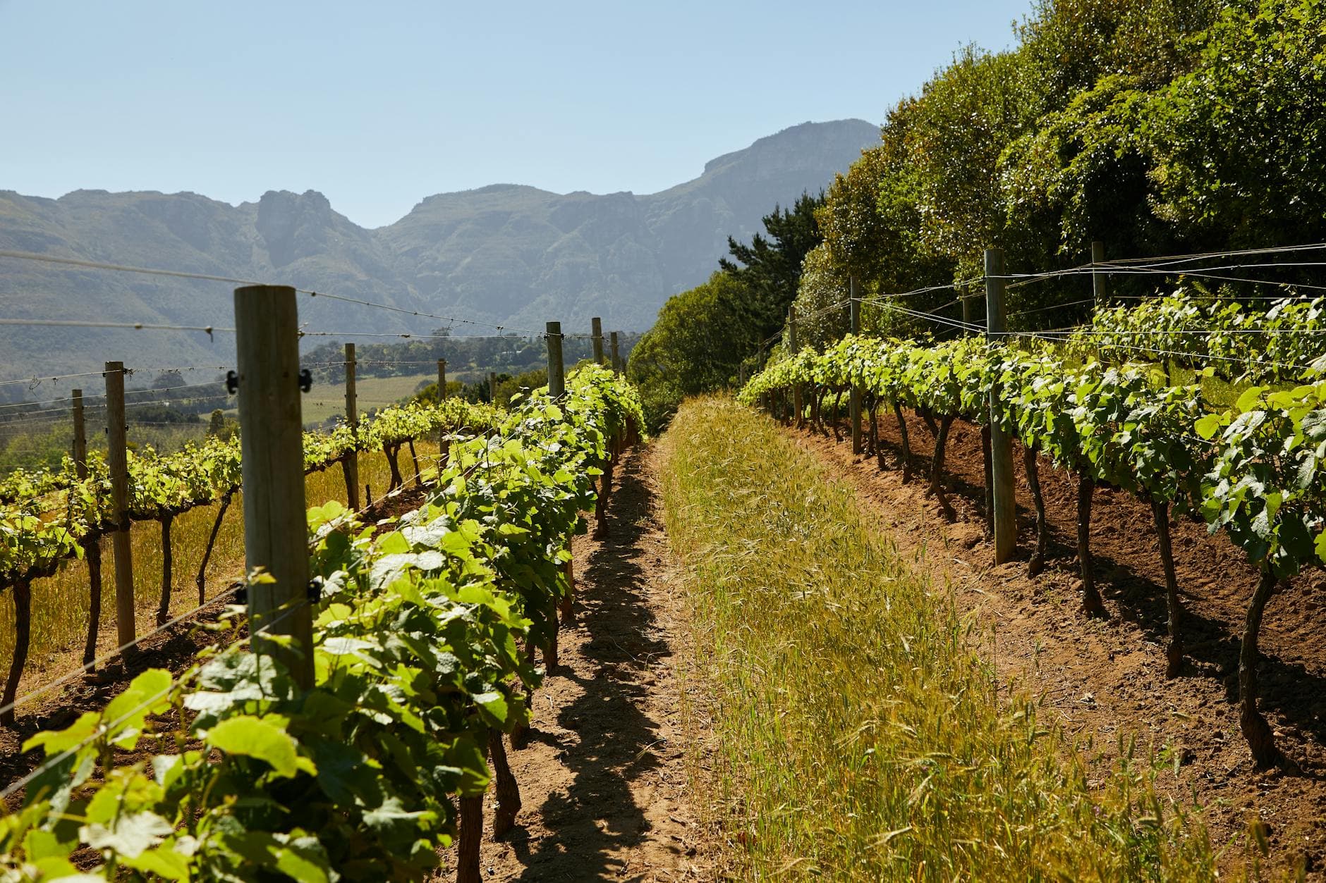 #8 Thelema Mountain Vineyards — Top 10 Wine Estates in Stellenbosch 2026