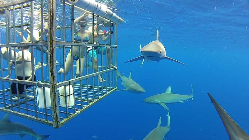 #1 Shark Cage Diving in Gansbaai — Top 10 Adventure Activities in South Africa 2026