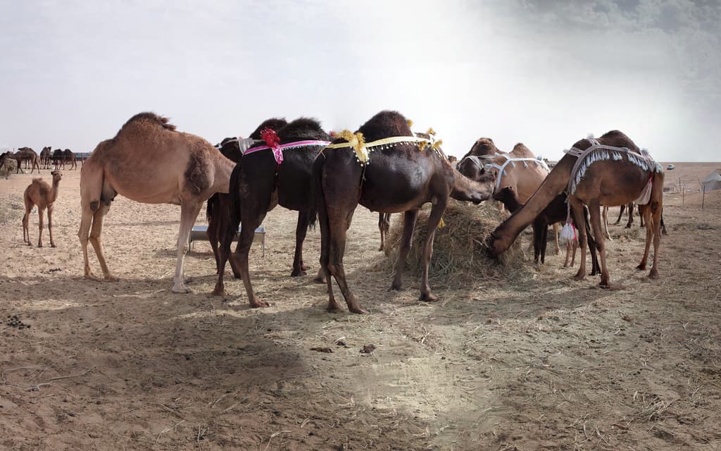 #10 Al Dhafra Camel Festival (Madinat Zayed) — Top 10 Things to See in Abu Dhabi in 2026