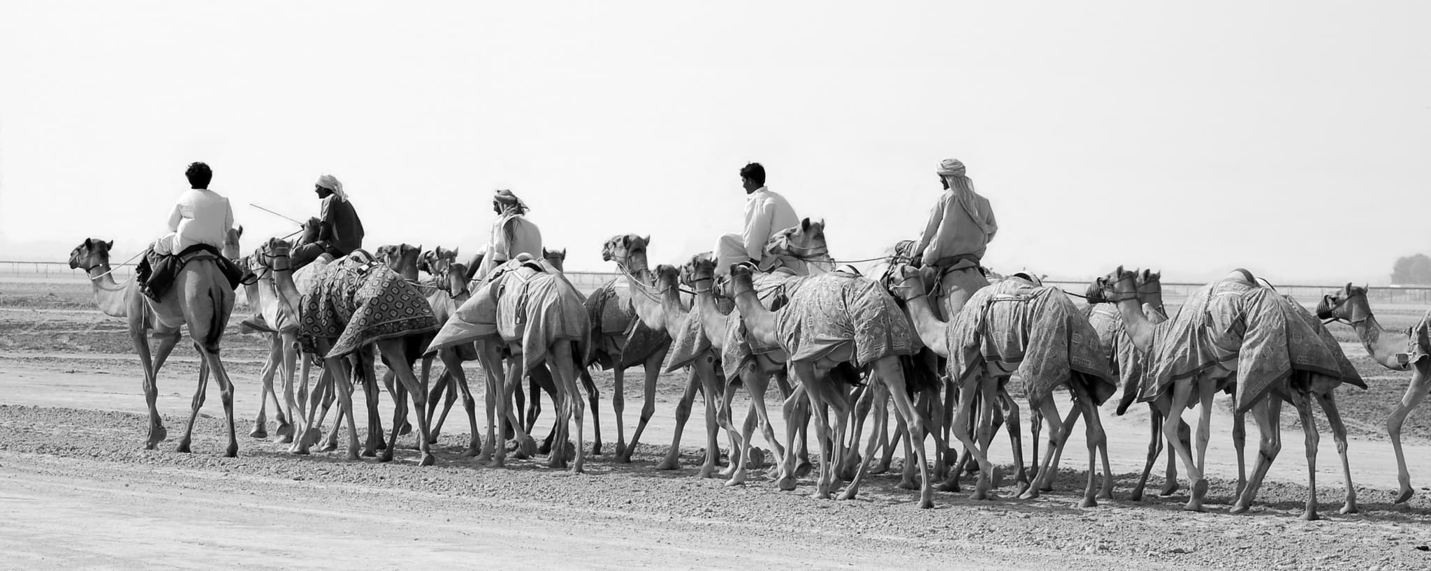 #10 Camel Racing at Al Marmoom (Dubai) — Top 10 Art and Culture Experiences in the UAE in 2026