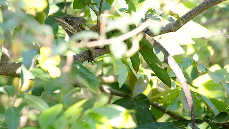 #9 Pantanos de Centla Biosphere — Top 10 Mexican Biodiversity Hotspots