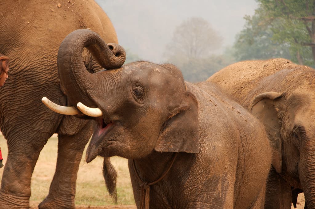 Elephant Nature Park
