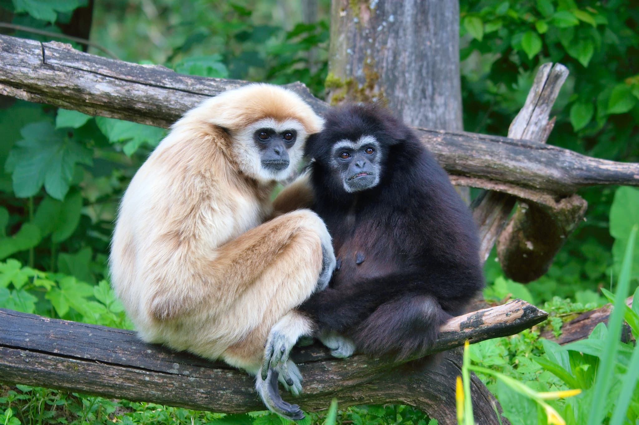 #3 Gibbons at Khao Sok — Top 10 Wildlife Encounters in Thailand in 2026