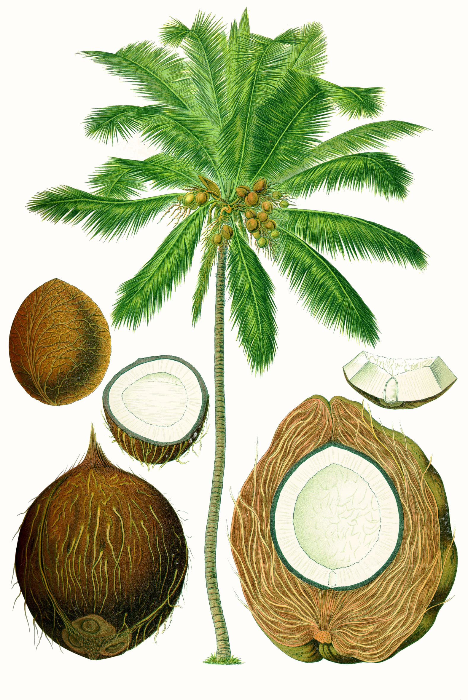 #6 Thai Coconut Oil — Top 10 Souvenirs to Buy in Thailand in 2026