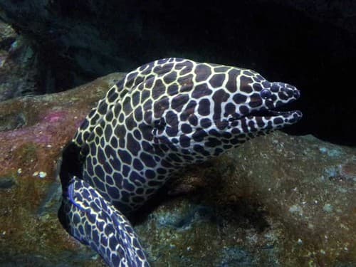 #10 Underwater World Pattaya — Top 10 Things to Do in Pattaya in 2026