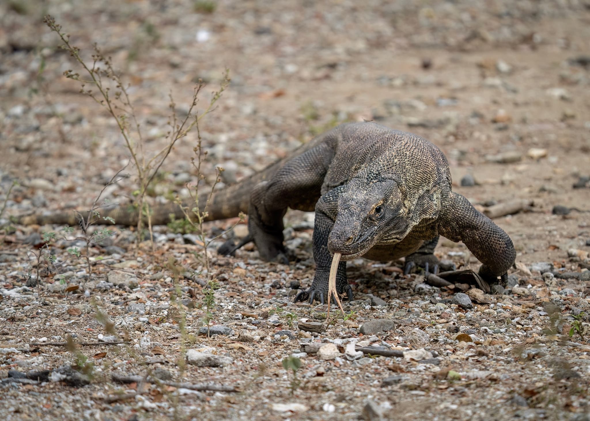 #1 Komodo Dragons — 10 Iconic Indonesian Wildlife Encounters You Must See (Komodo, Orangutans, Raja Ampat)