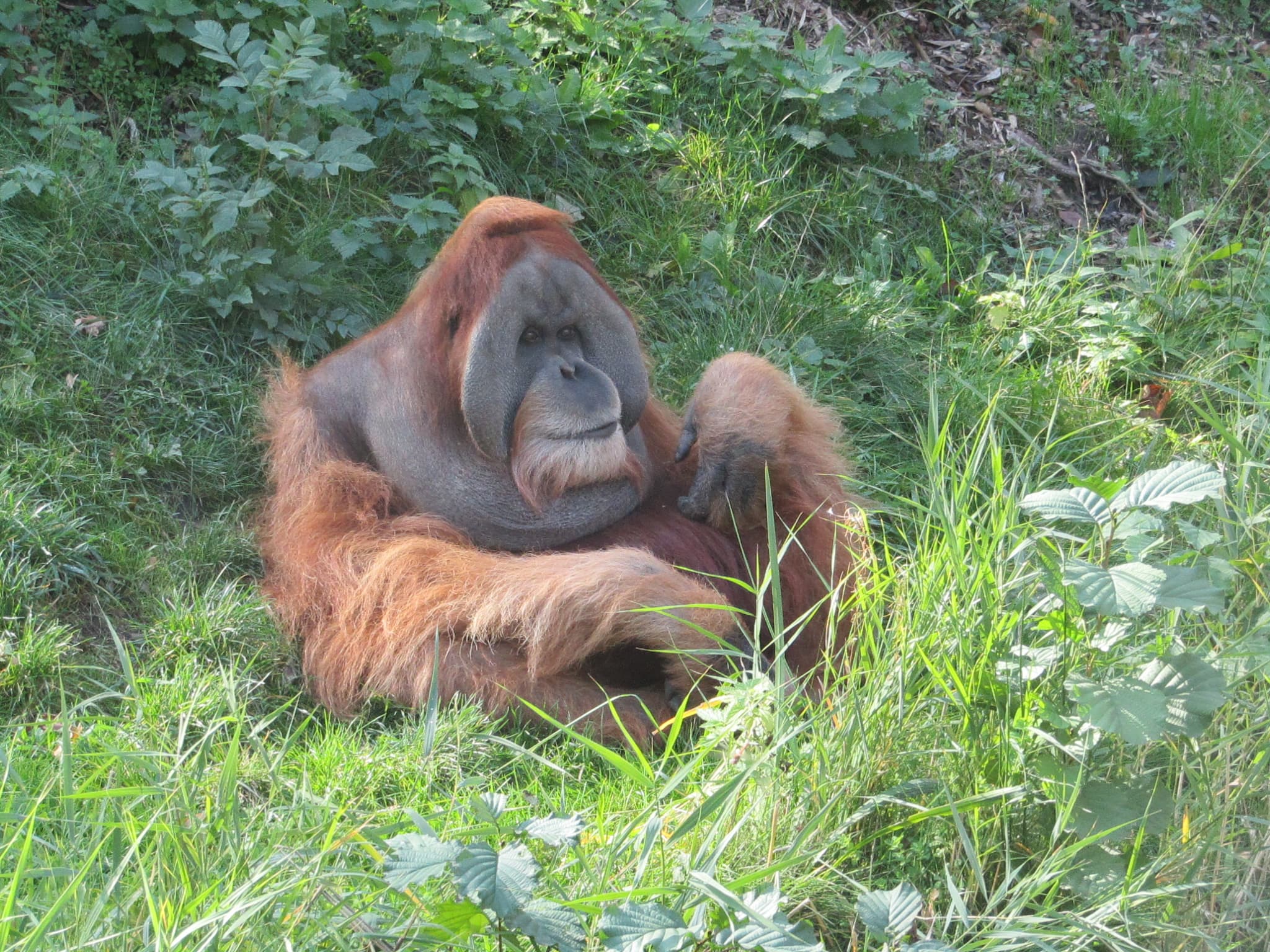 #2 Sumatran Orangutans — 10 Iconic Indonesian Wildlife Encounters You Must See (Komodo, Orangutans, Raja Ampat)