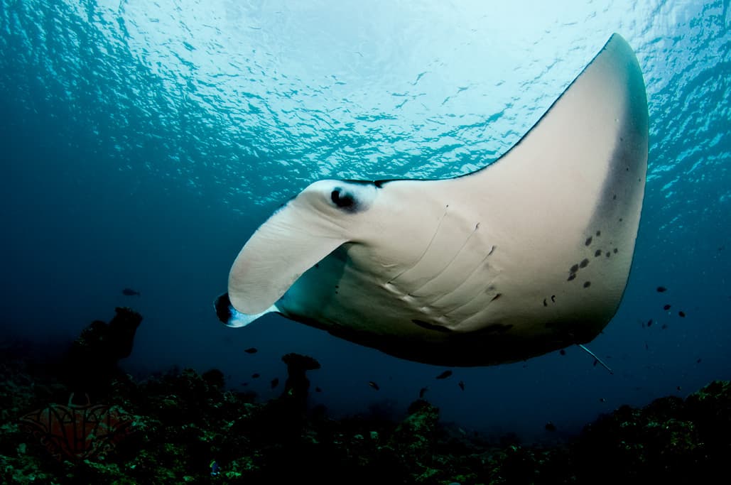#4 Manta Rays at Raja Ampat — 10 Iconic Indonesian Wildlife Encounters You Must See (Komodo, Orangutans, Raja Ampat)