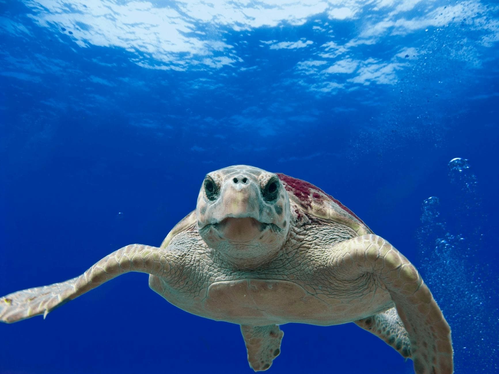 #10 Sea Turtles at Derawan — 10 Iconic Indonesian Wildlife Encounters You Must See (Komodo, Orangutans, Raja Ampat)
