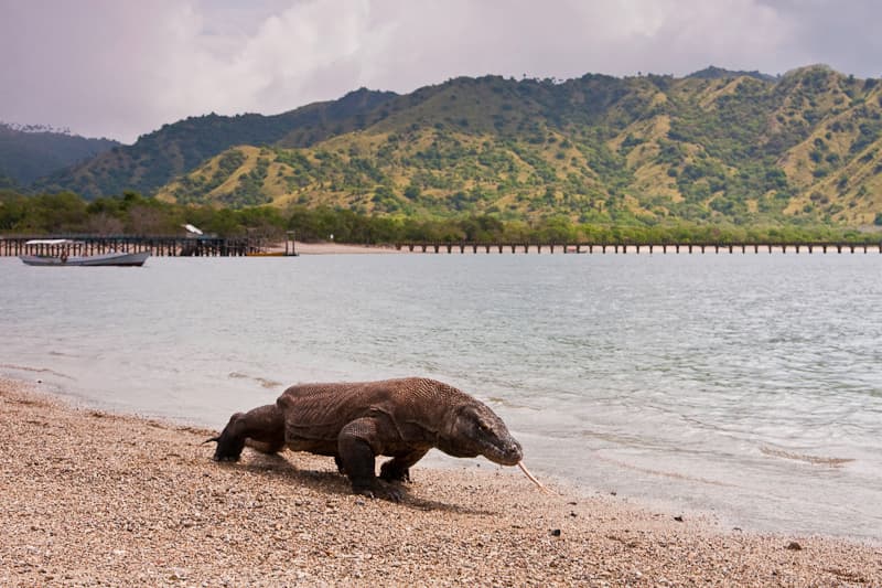 #1 Komodo National Park — Top 10 Indonesian National Parks in 2026
