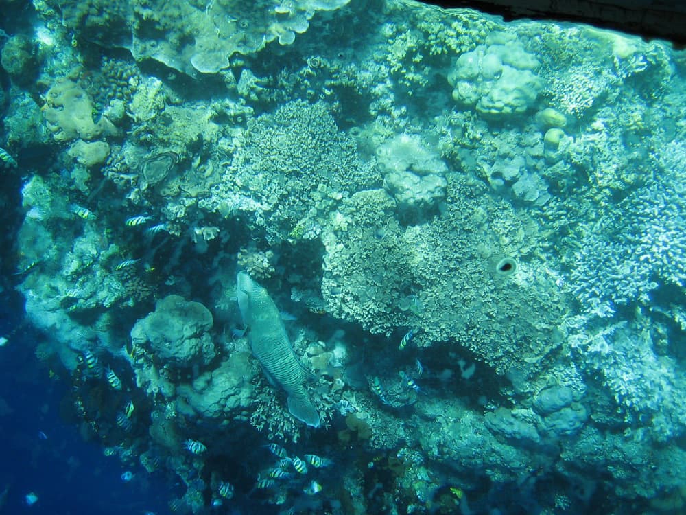 #2 Bunaken — Top 10 Indonesia Diving Spots in 2026