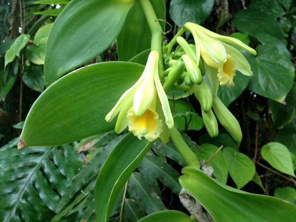 #5 Vanilla of Papua — Top 10 Indonesia Spice Route Highlights in 2026