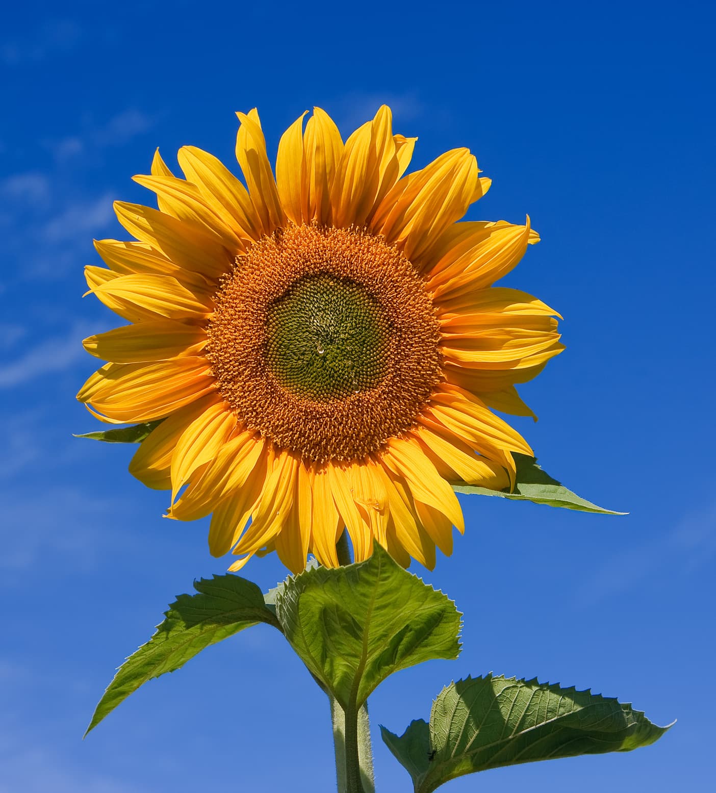 #5 Sunflowers — Van Gogh — Top 10 Dutch Art Masterpieces of All Time