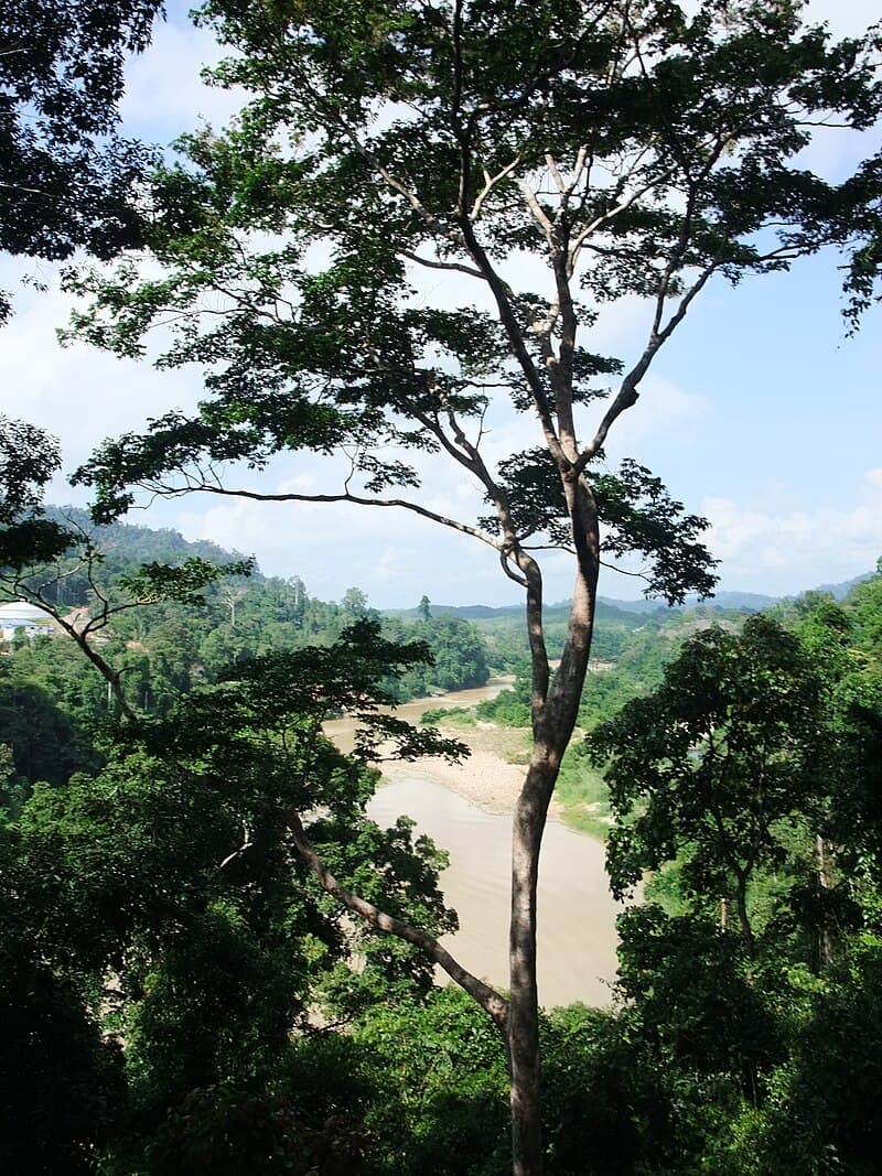 #8 Taman Negara — Top 10 Malaysia Destinations in 2026