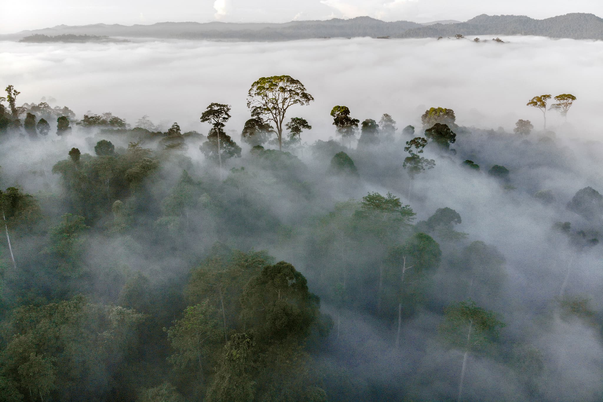 #2 Danum Valley Conservation Area, Sabah — Top 10 Malaysian Rainforest & Wildlife Experiences in 2026